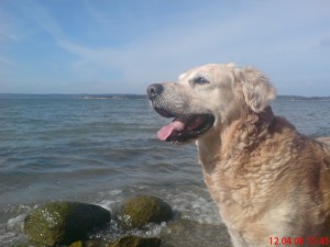Unser Hund "Faxe" Der fühlt sich "pudelwohl" hier!